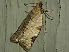 Clepsis Moth